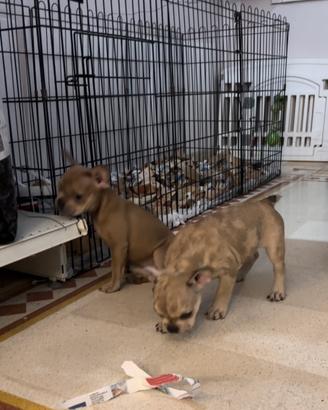 Bulldog francese femmina