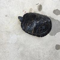 Tartarughe testugini d acqua