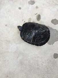 Tartarughe testugini d acqua