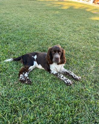 Springer spaniel