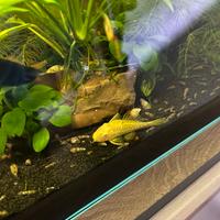 Ancistrus gold pesce pulitore