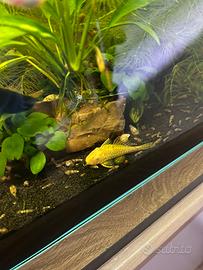 Ancistrus gold pesce pulitore