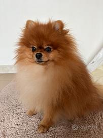 Spitz Tedesco nano da MONTA