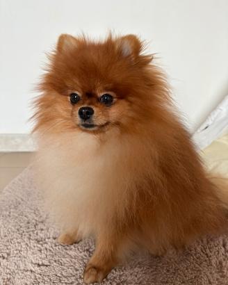 Spitz Tedesco nano da MONTA