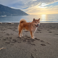 Accoppiamento shiba inu