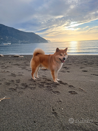 Accoppiamento shiba inu