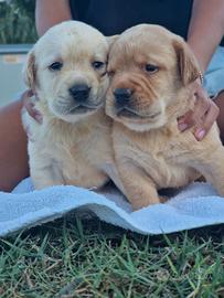 CUCCIOLI DI LABRADOR, PEDIGREE DA CAMPIONI