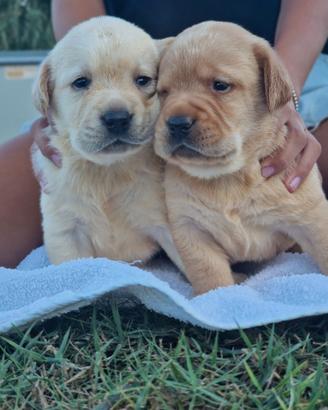 CUCCIOLI DI LABRADOR, PEDIGREE DA CAMPIONI