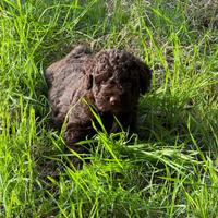 Lagotto romagnolo