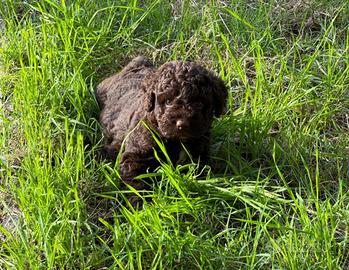 Lagotto romagnolo