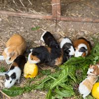 Porcellini d'india /Cavie