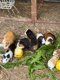 Porcellini d'india /Cavie