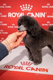 Barboncino silver (grigio argento)