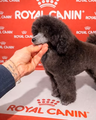 Barboncino silver (grigio argento)