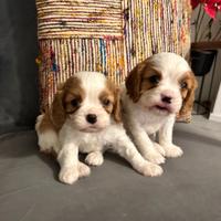 Cuccioli di Cavalier King Pedigree blenheim