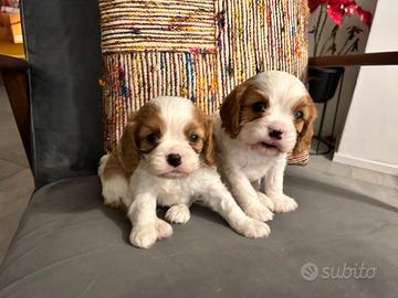 Cucciolo di Cavalier King Pedigree blenheim