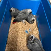 Cenerini allevati a mano maschi e femmina