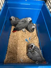 Cenerini allevati a mano maschi e femmina