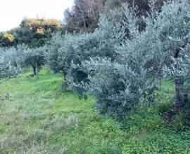 Terreno agricolo con 40 piante ulivo