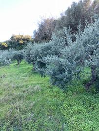 Terreno agricolo con 40 piante ulivo