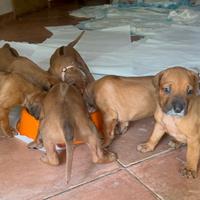 Cuccioli di Rhodesian-Ridgeback