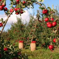 Ora: Frutteto biologico