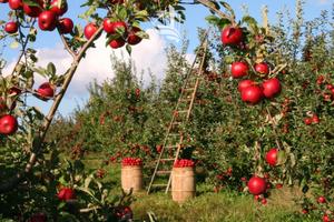 Ora: Frutteto biologico