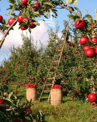 Ora: Frutteto biologico