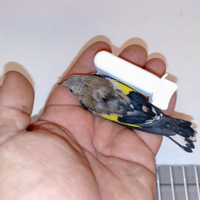 Uccelli verdoni, cardellini,cardinalini mutati,