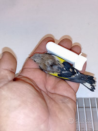 Uccelli verdoni, cardellini,cardinalini mutati,