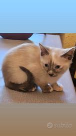 Gattina siamese