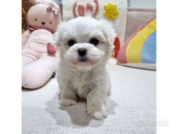 Cucciolo di maltese