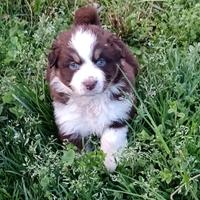 Pastore Australiano (Australian Shepherd Dog)