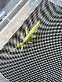 Phillium philippinicum