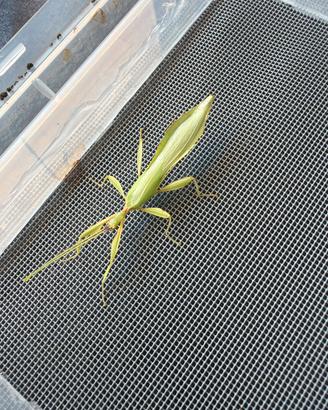 Phillium philippinicum