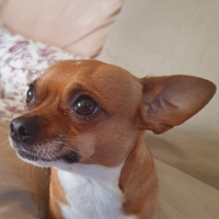 Chihuahua per Accoppiamento