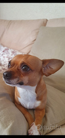 Chihuahua per Accoppiamento