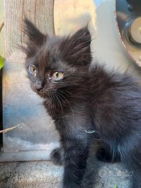 Una gattino nero