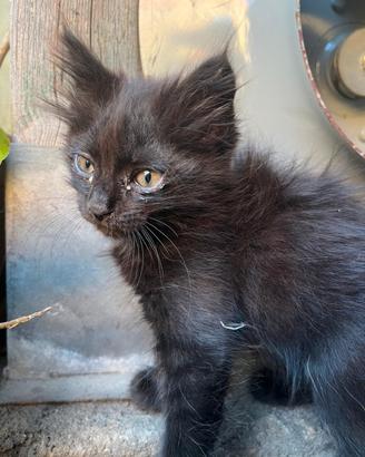 Una gattino nero