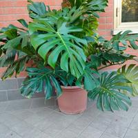 Pianta Monstera deliciosa