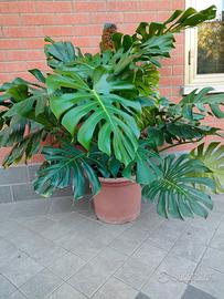 Pianta Monstera deliciosa