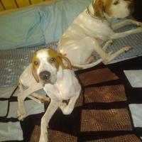 pointer da beccaccia e tartufo nero