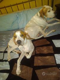 pointer da beccaccia e tartufo nero