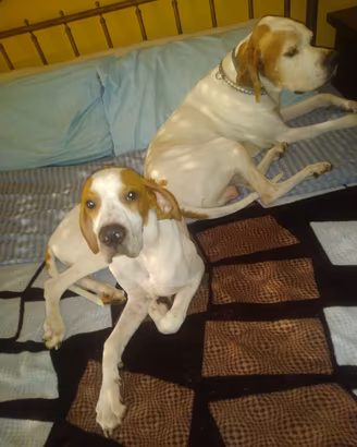 pointer da beccaccia e tartufo nero