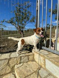 Cuccioli jack russel