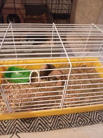 Animali