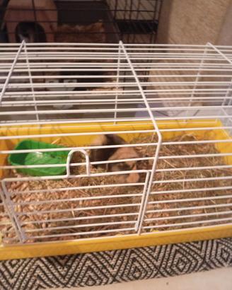 Animali