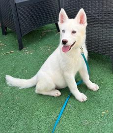 Siberian Husky con pedigree enci