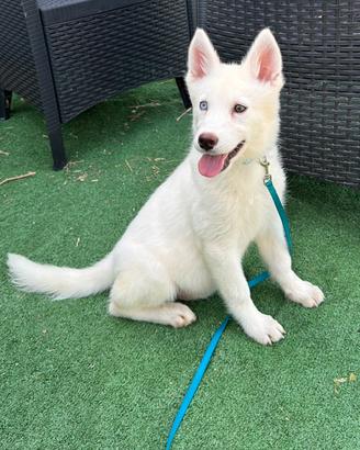 Siberian Husky con pedigree enci
