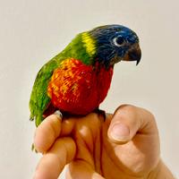 Lory arcobaleno pullo